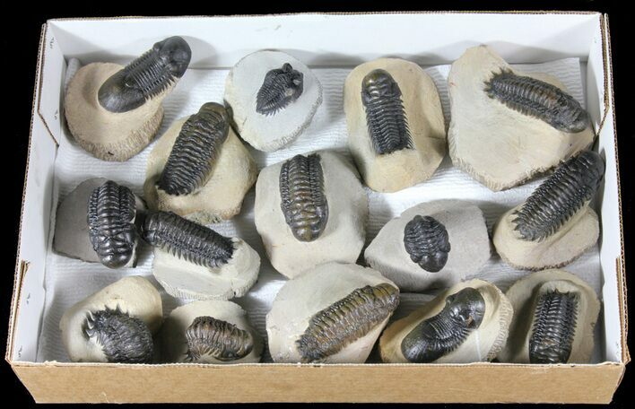 Lot - Assorted Trilobite Fossils #39219